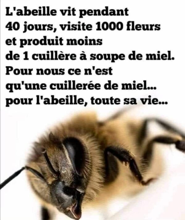 Recherche bien agricole à vendre et à louer