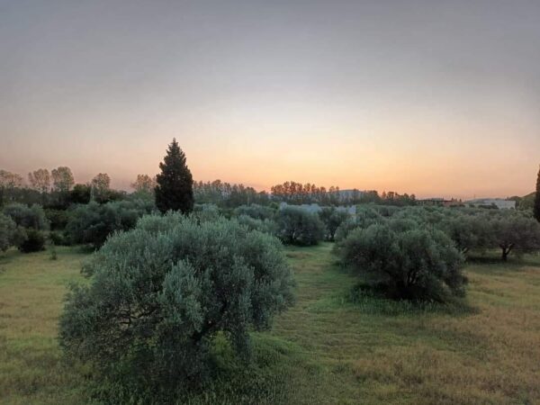 A vendre jolie senia de ha avec des oliviers et une grande et belle demure avec jardin piscine type maison d'hotes
