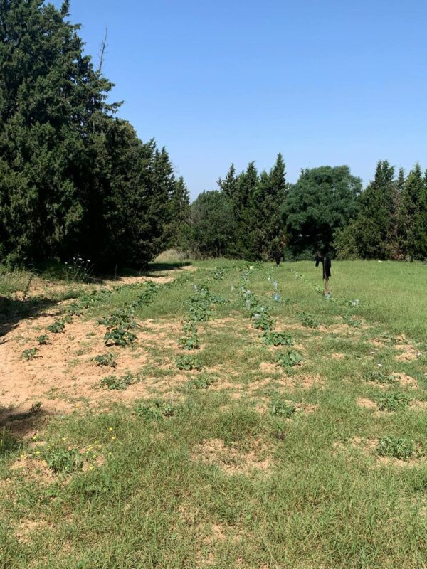 Jolie petite senia avec maison plain pied confortable à vendre sur la région de Mornag