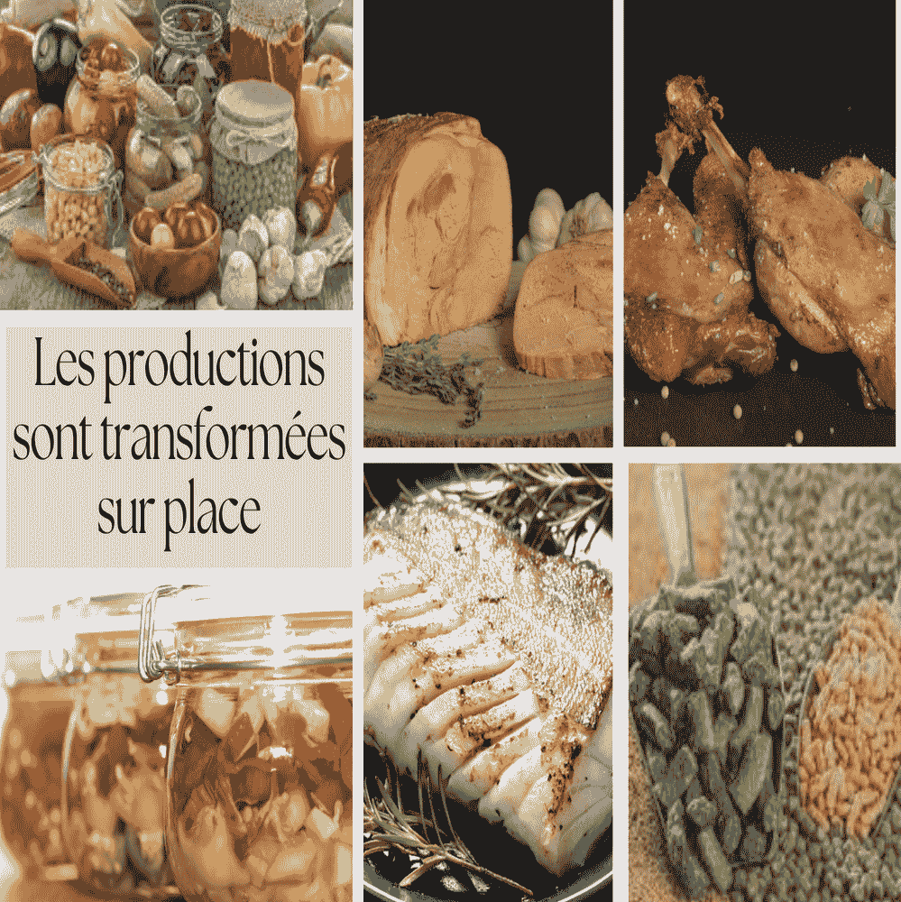 Opportunité d'Investissement : L'Excellence du Terroir au Domaine Oléicole Natura Tunisie