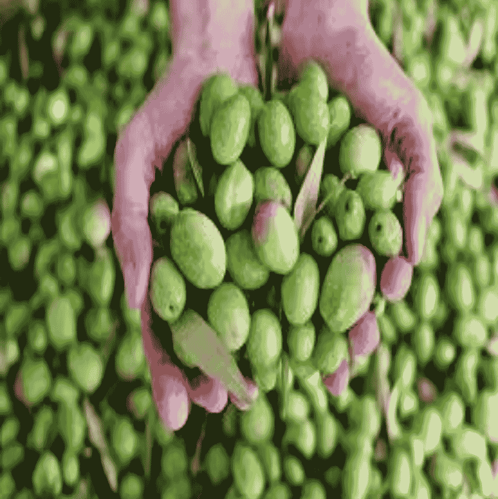 Opportunité d'Investissement : L'Excellence du Terroir au Domaine Oléicole Natura Tunisie