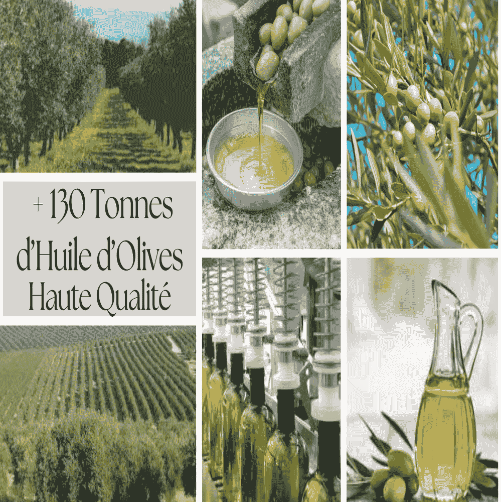 Opportunité d'Investissement : L'Excellence du Terroir au Domaine Oléicole Natura Tunisie