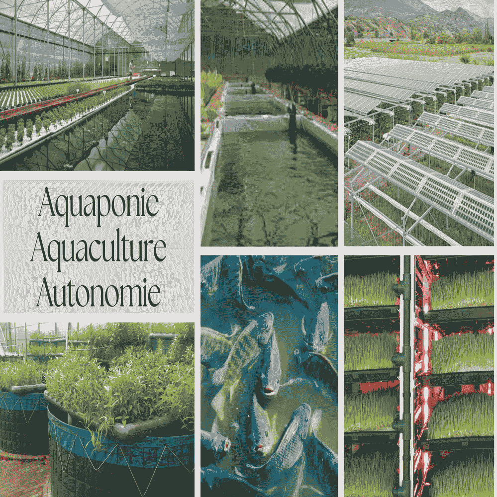 Opportunité d'Investissement : L'Excellence du Terroir au Domaine Oléicole Natura Tunisie