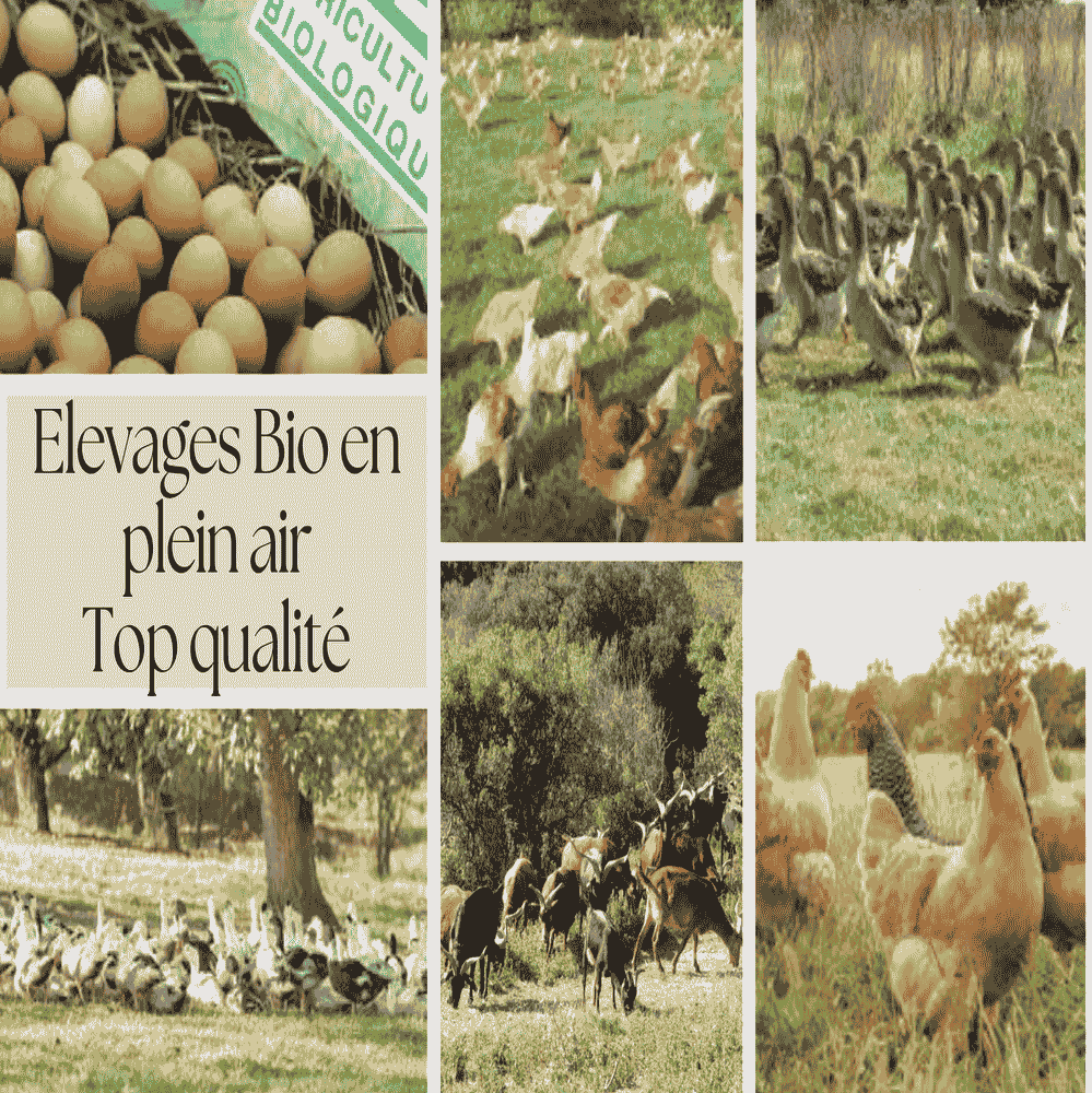 Opportunité d'Investissement : L'Excellence du Terroir au Domaine Oléicole Natura Tunisie